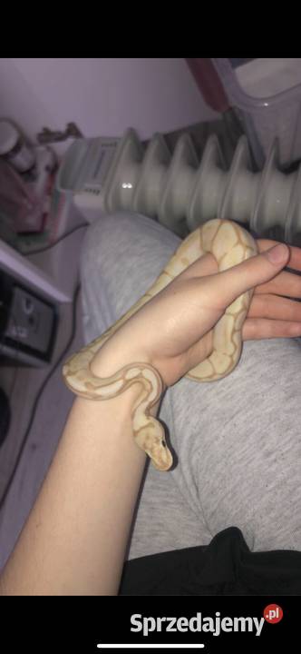 pyton królewski Białystok sprzedam