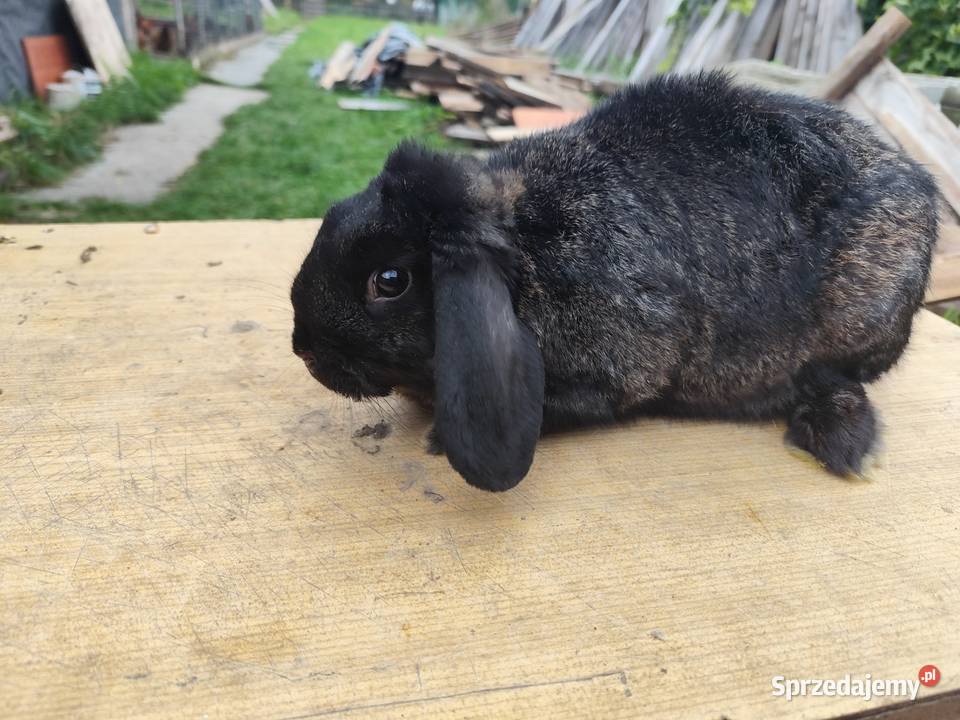 Króliki samce i samiczka 4 sztuki w Kościan sprzedam