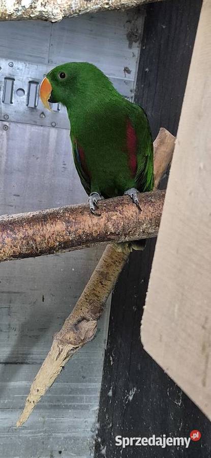 Redukcja hodowli papug Ptaki Grodzisk Wielkopolski sprzedam