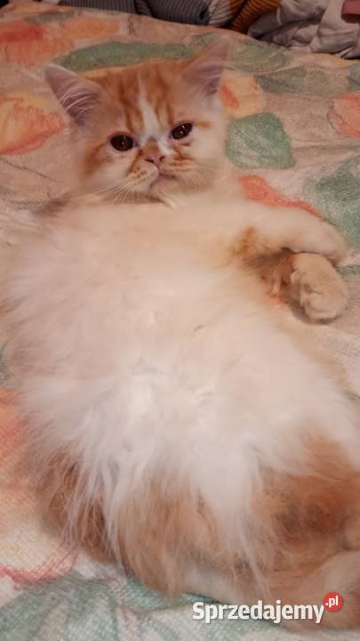 Kocięta persiki Ciechanowiec