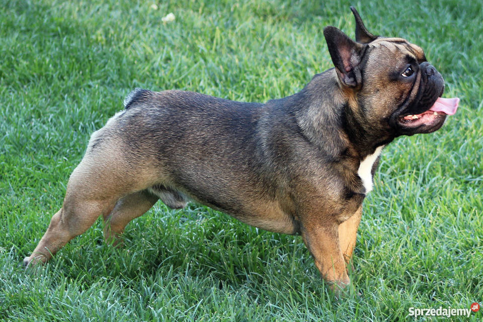 Buldog Francuski Płowe i SABLE Wadowice sprzedam