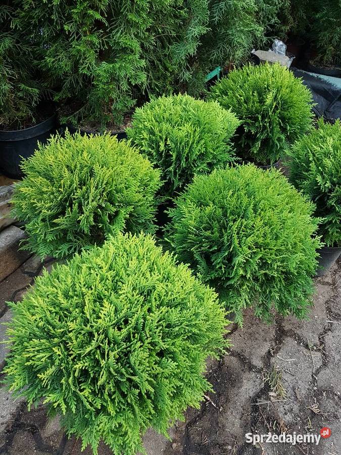 Tuja Danica 35 Kula Kulista Ukorzenione Donica mazowieckie Ożarów Mazowiecki