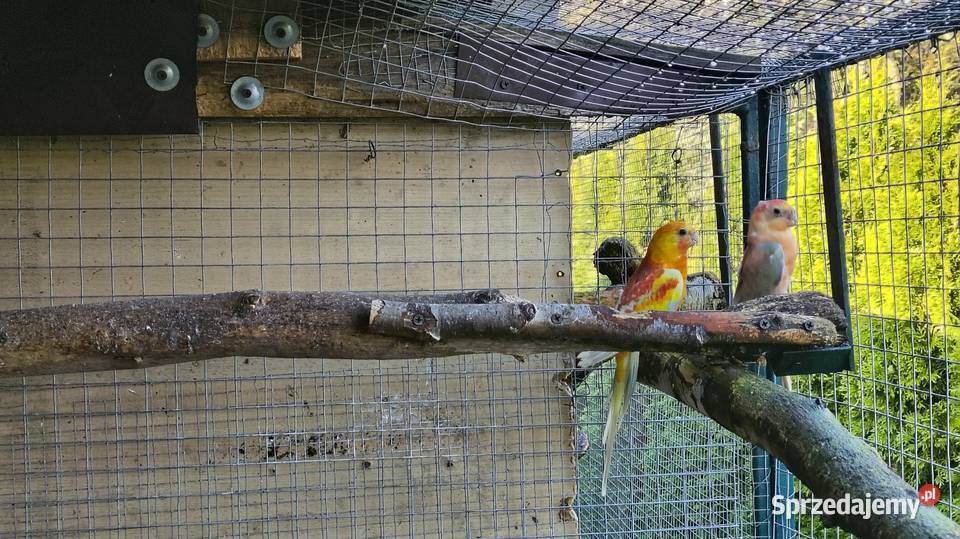 Papugi świergoty pary Ptaki Wagowo