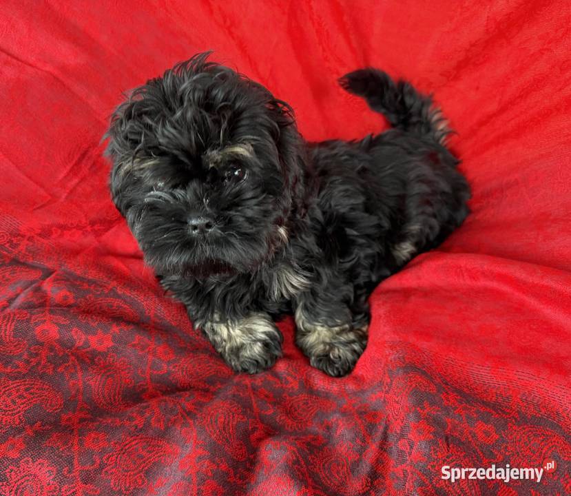 Shih Tzu Atena z rodowodem Hodowla Żywe Srebro z Shih Tzu Wejherowo