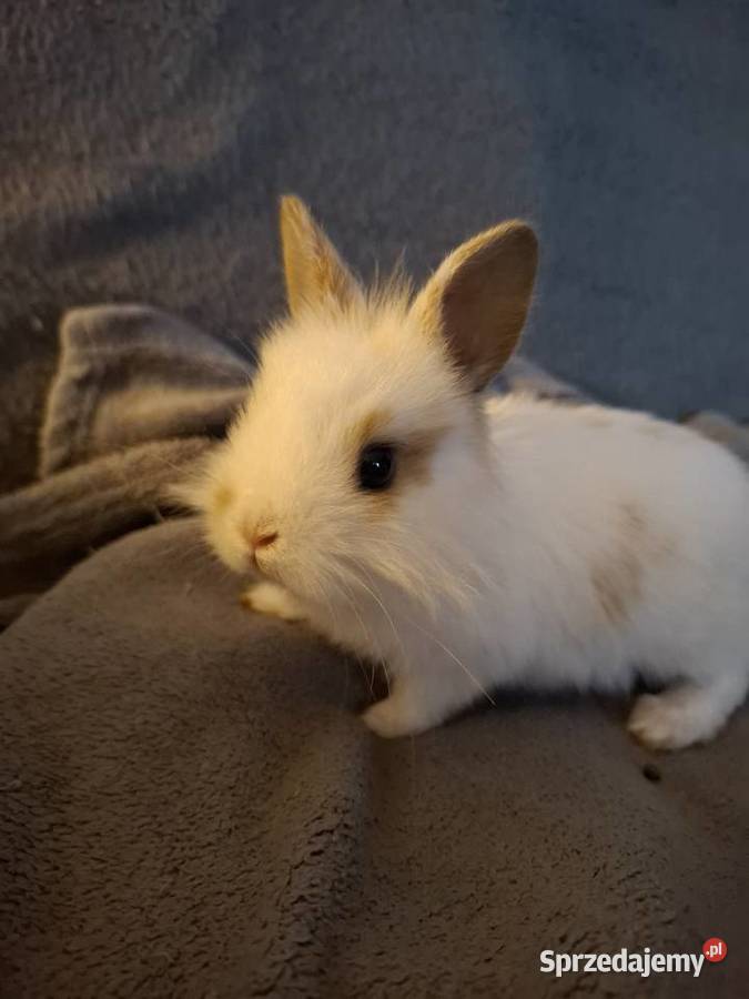 Kroliczek 2 mce śląskie Żory