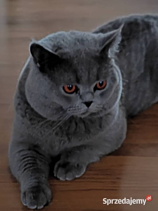 Kocur brytyjski niebieski reproduktorkrycie warmińsko-mazurskie Pasłęk sprzedam