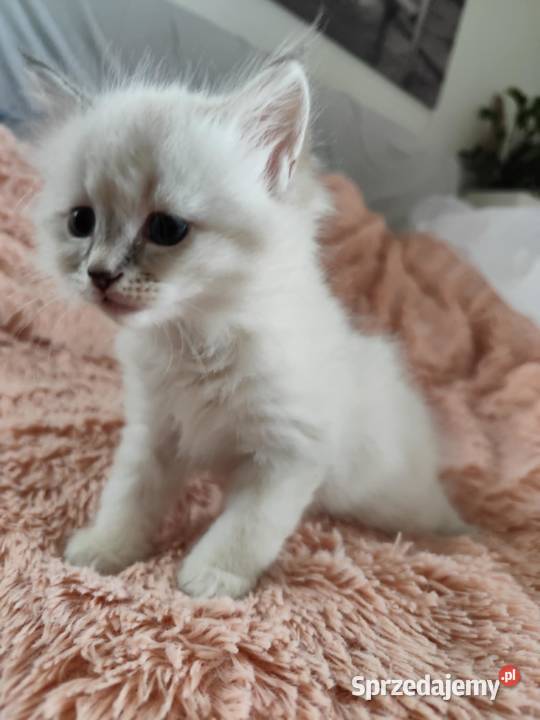 Kotki Neva masquerade FifeFPL mazowieckie Żyrardów