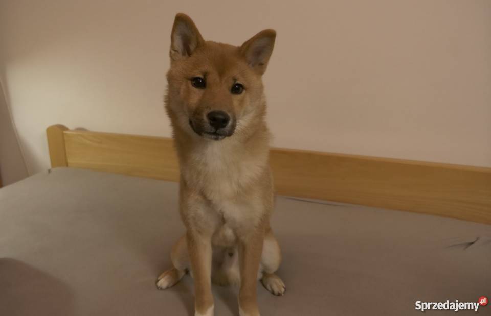 Shiba Inu cudowny psiak z RODOWODEM