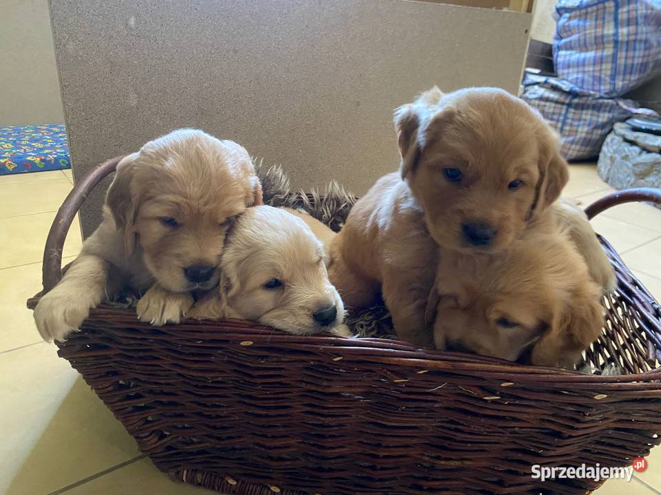 Szczeniaki rasy Golden Retriever z rodowodem dolnośląskie