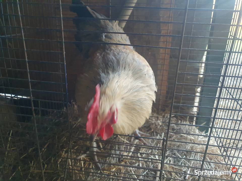Koguty sprzedaż zamiana Brzesko