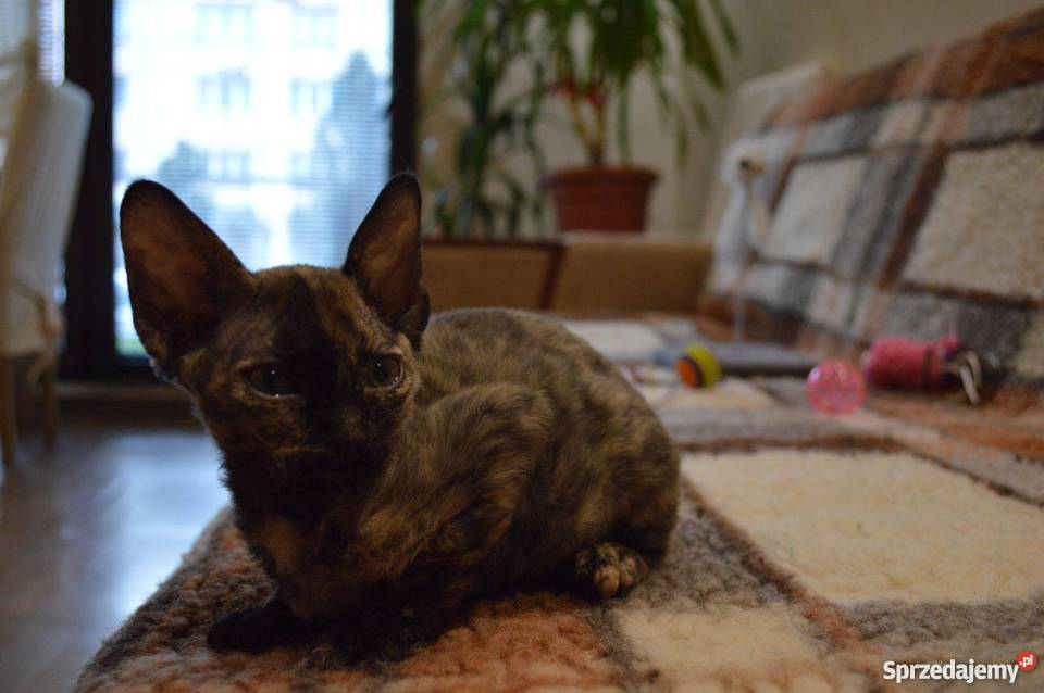 Devon Rex śliczne kocięta championie mazowieckie sprzedam