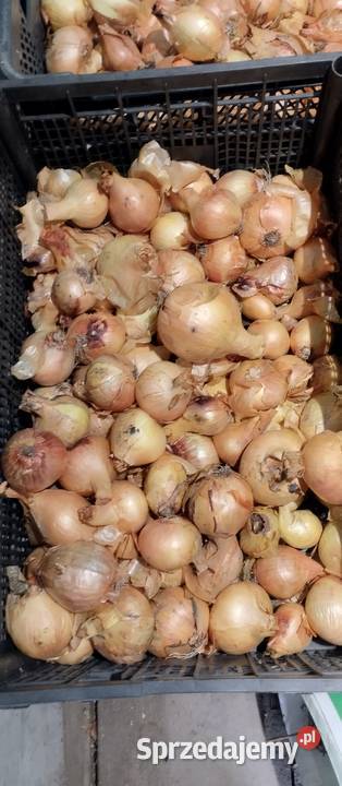 Ziemniaki Bell Rossa vineta cebula czosnek por Chełm