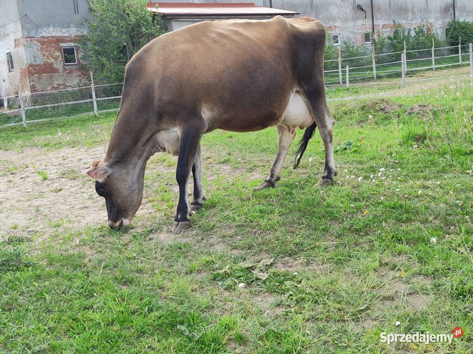 Krowy i jałówki jersey A2 Czerniewo
