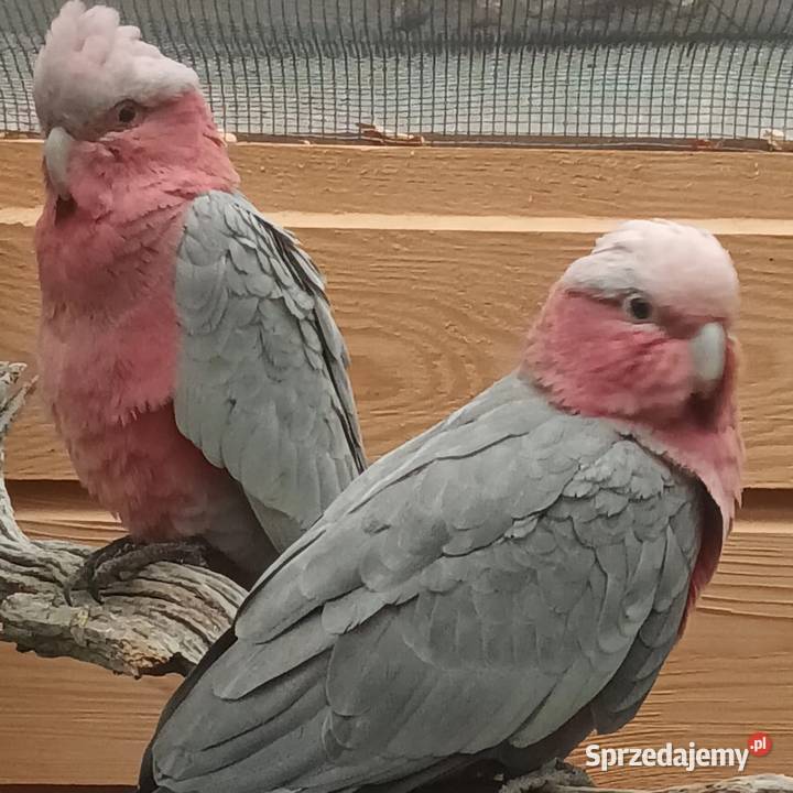Sprzedam pare kakadu różowych Radom