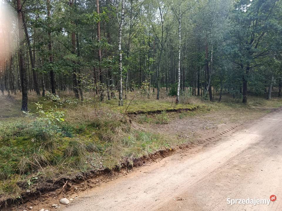 Sprzedam las Bartoszylas gm Stara Kiszewa Elbląg