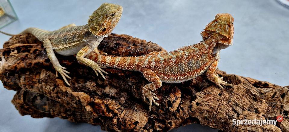 Agama brodata samiczka mazowieckie Wołomin
