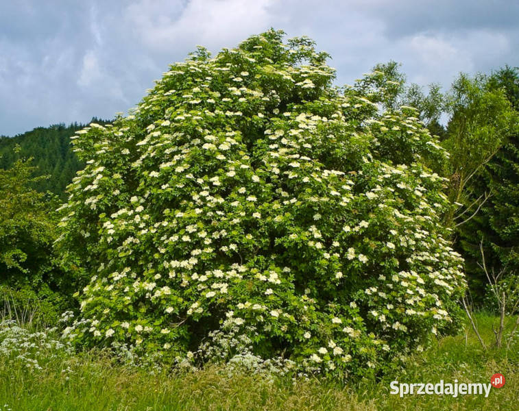 BEZ CZARNY Sambucus nigra NASIONA 4000 sztuk 10g