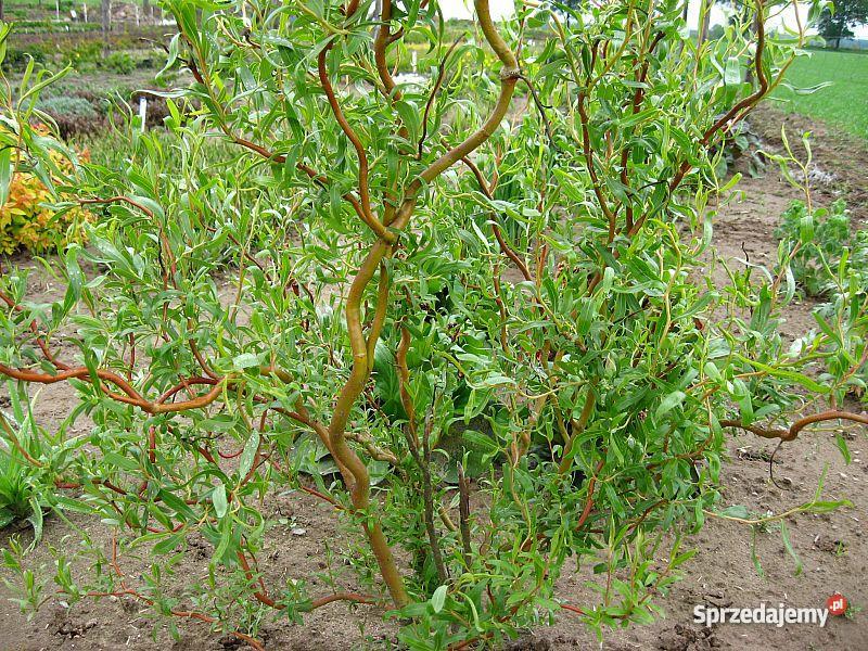 Krzewy żywopłotowe ozdobne i miododajne Miedźna