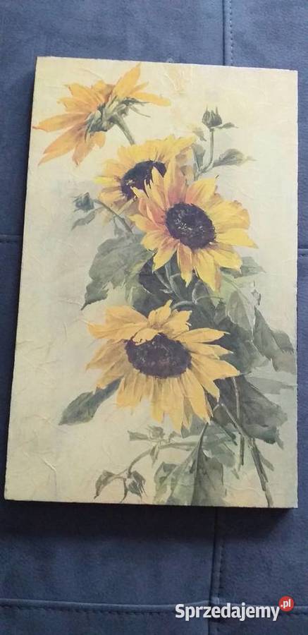 Słoneczniki Legionowo sprzedam
