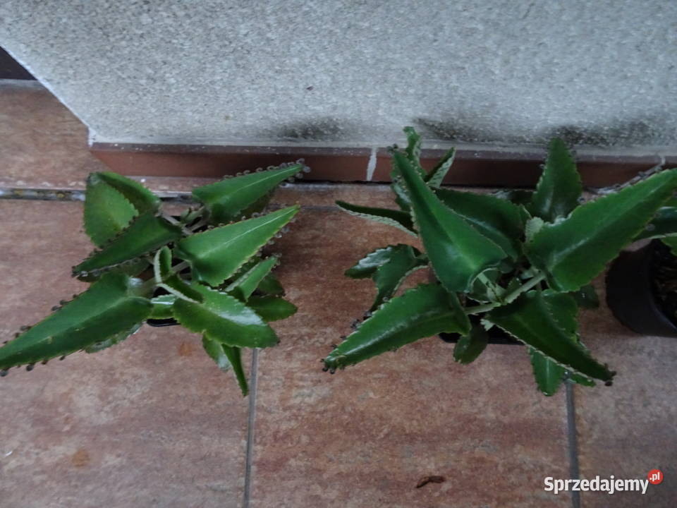 żyworódka pierzasta Warszawa