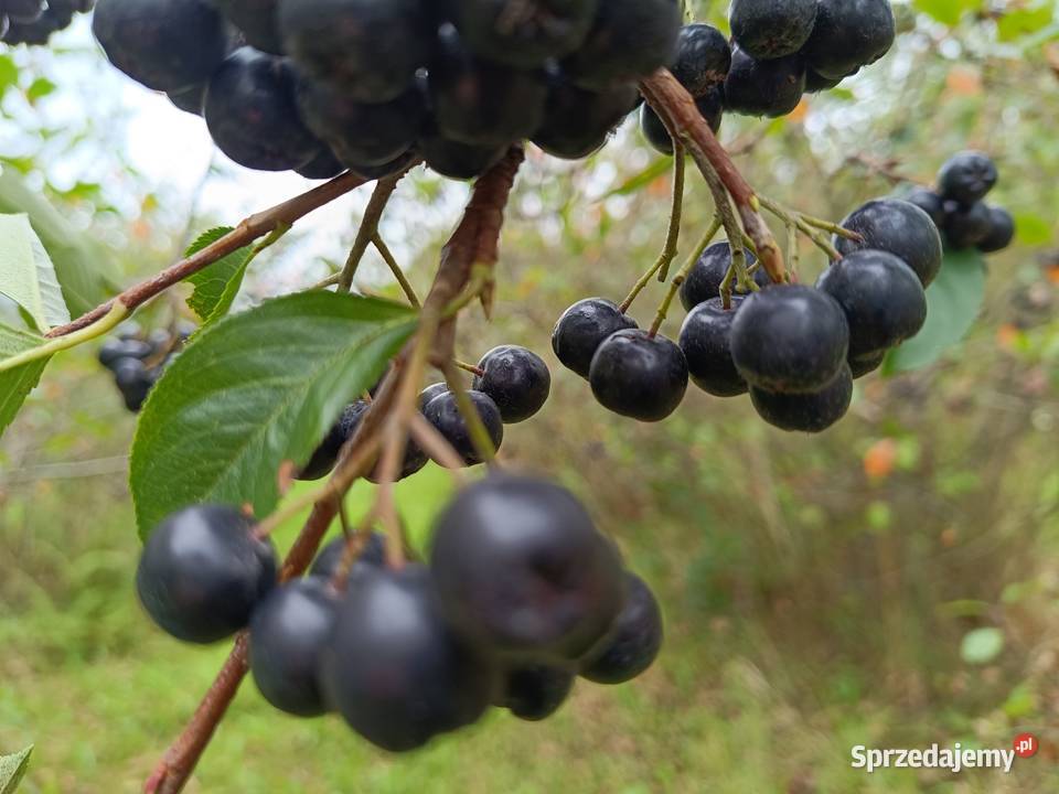 Aronia ekologiczna owoce aronii świeże owoc Nowy Sącz sprzedam