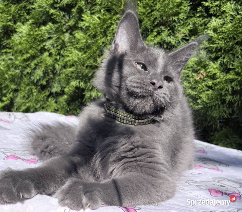Maine Coon wielka i piękna Rumba Wińsko