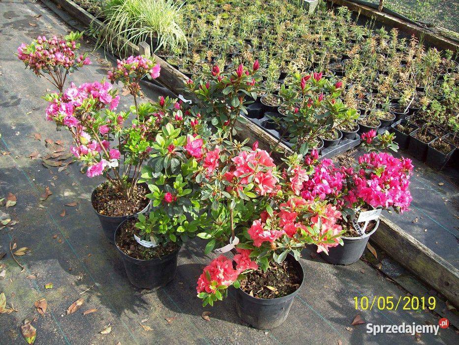 Azalia JapońskaHortensja bukietowa 4060 DONICZKA dolnośląskie Zacharzyce