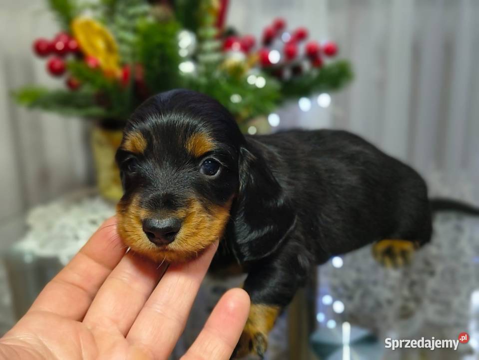 Jamniczek długowłosy Żychlin