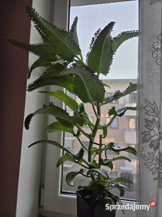 Żyworódka roślina lecznicza dwuletnia Warszawa