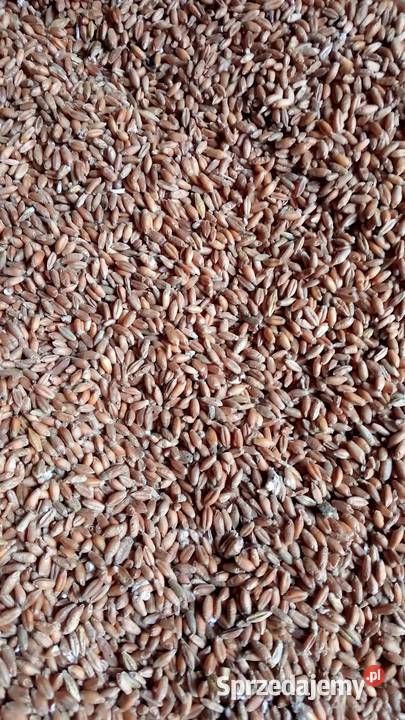 Pszenżyto ozime paszowe Karmy i pasze Sochaczew