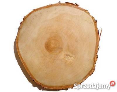 Plastry drewniane brzoza 3032 szlifowane duży Rybnik