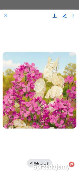 Miesięcznica Judaszowe srebrniki Suszki kwiat do Rośliny Kraków