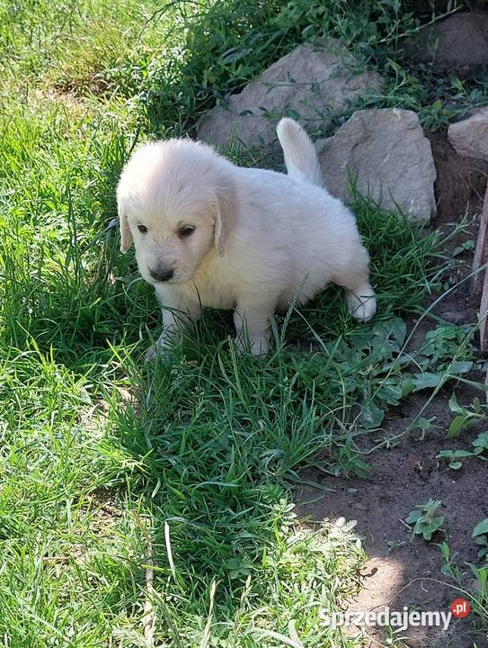 Szczenięta Golden Retriever ZKwP FCI Golden Retriever Bierna