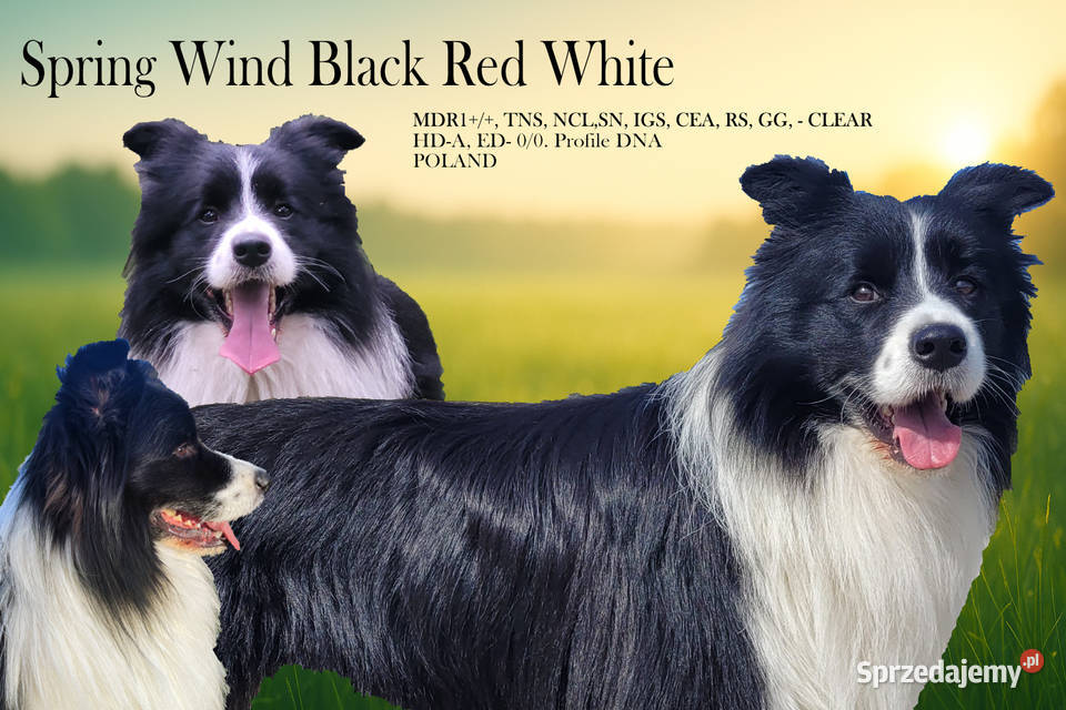 Reproduktor Border Collie FCI Katowice