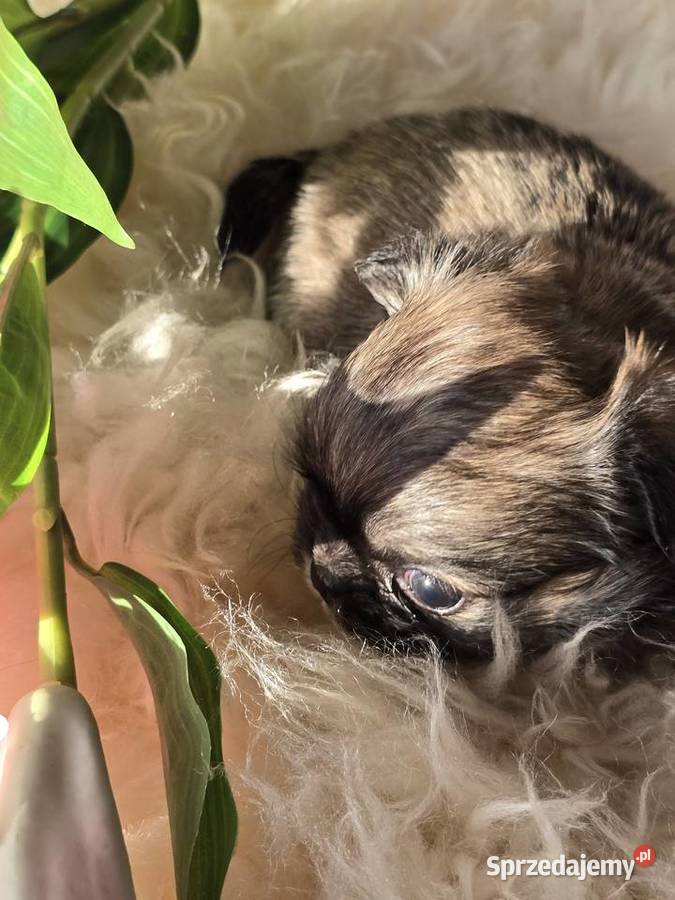 Chihuahua Sobolowy Mini Xxs Bielsko-Biała