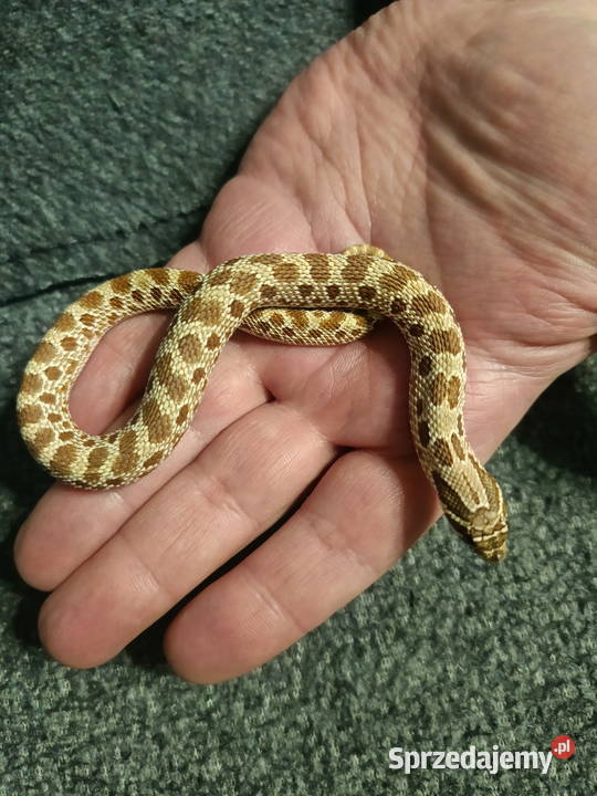 Heterodon zachodni parka samica samiec Gady i płazy pomorskie sprzedam