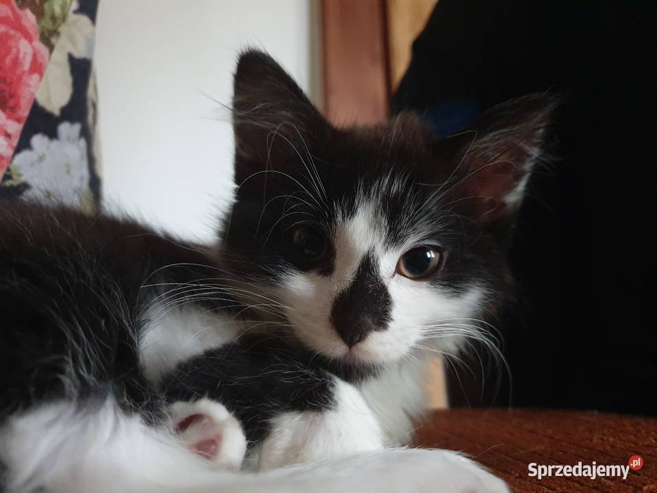 Domowy hotel zwierząt Biadoliny Radłowskie