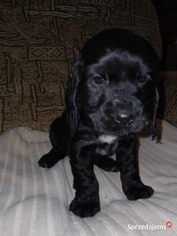 Śliczne Szczenięta Cocker Spaniel Angielski Sieradz
