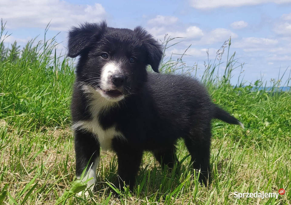 Suczka Border Collie Rasowy szczeniak z Hodowli