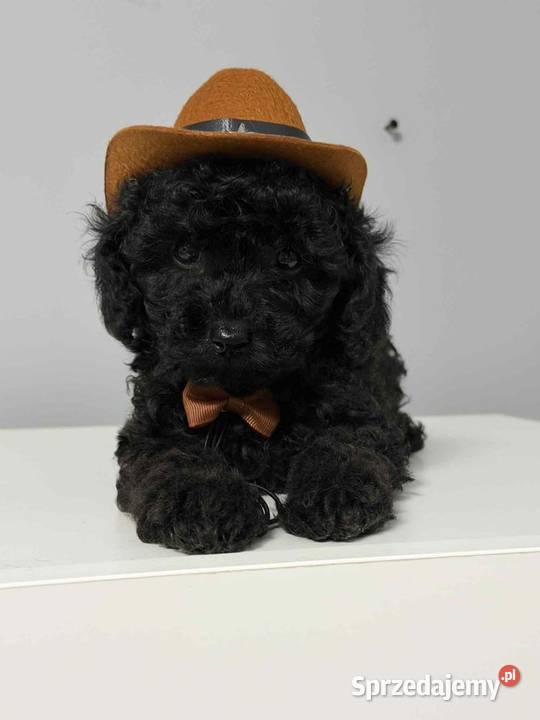 Piesek pudel toy Ełk