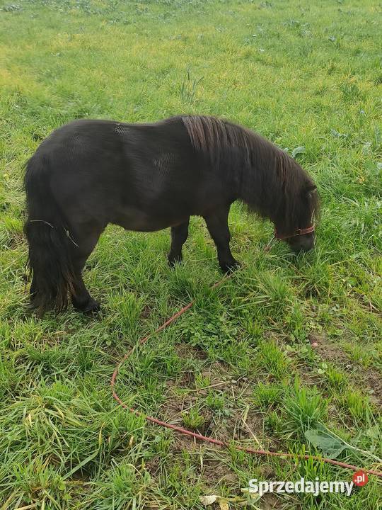 Sprzedam kuce szetlandzkie łódzkie Brzeziny