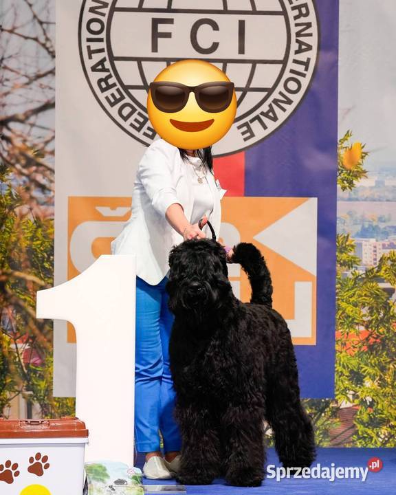 Czarny terier rosyjski sprzedam