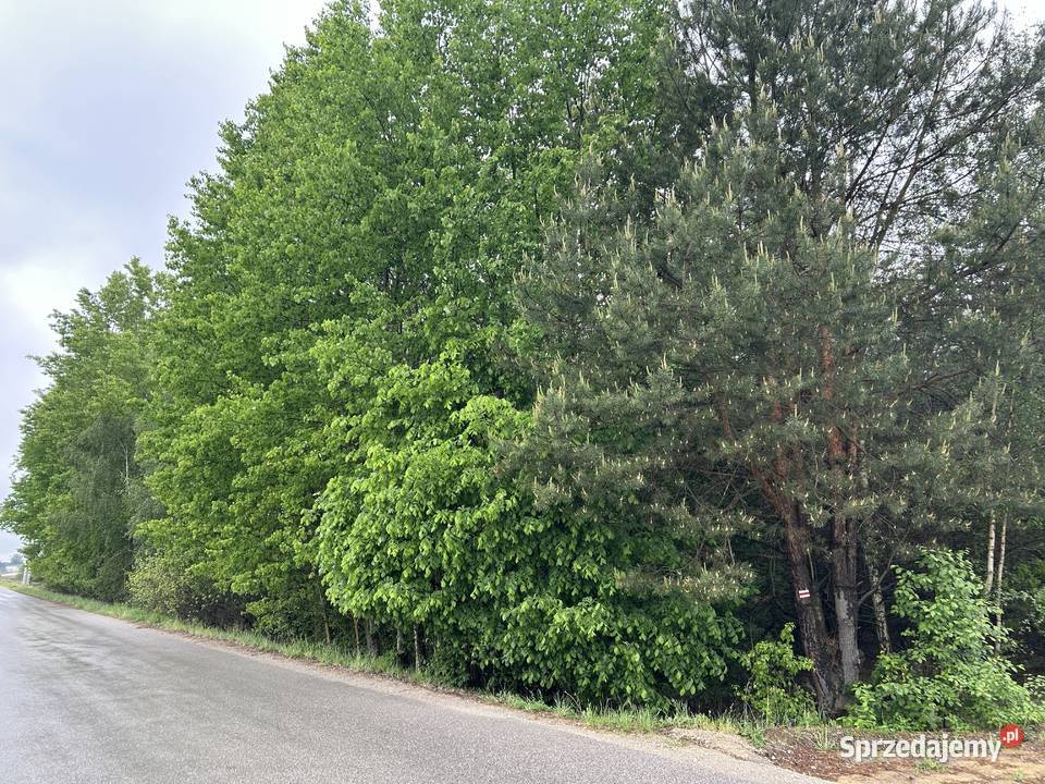 Sprzedam działkę rolną zadrzewioną 1550m2 trasie Kock
