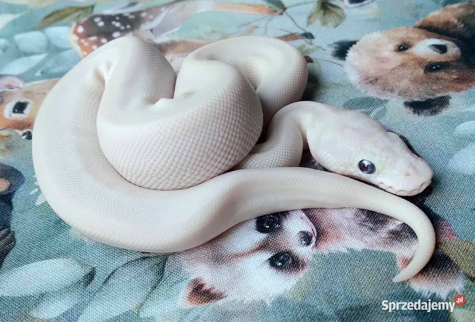 Python regius pyton królewski SAMICA Super Warszawa