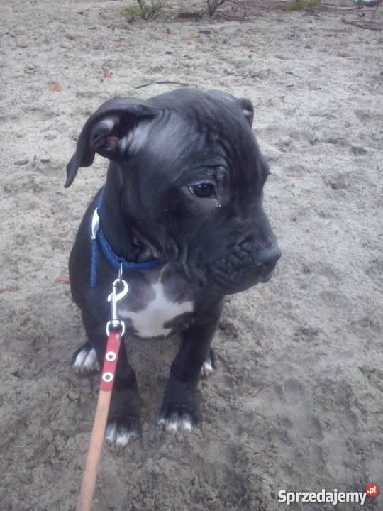 Pit bull 3 mies pies Psy sprzedam