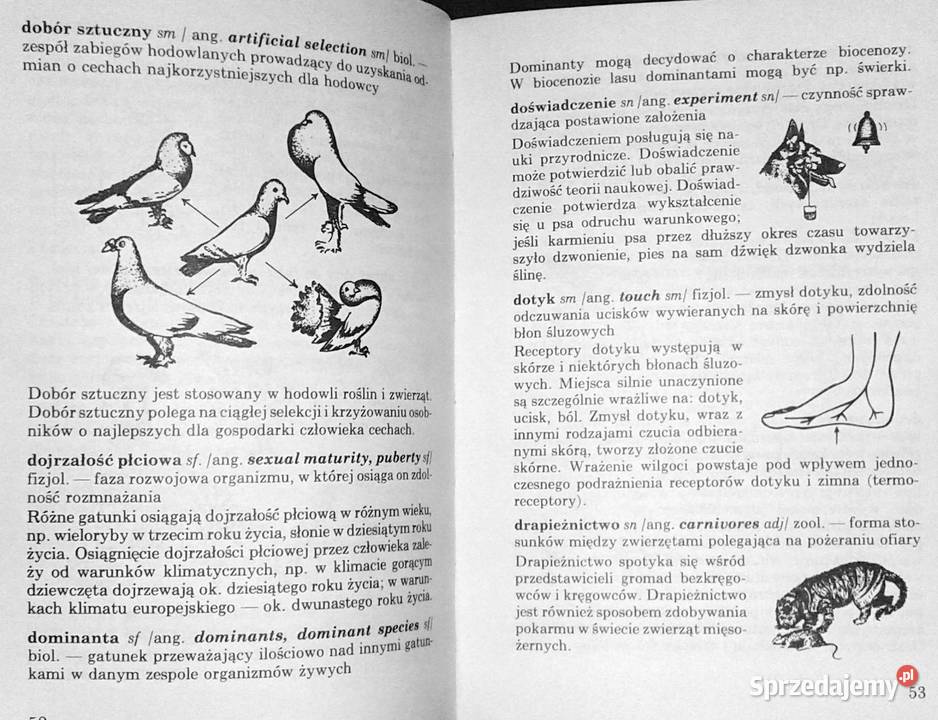 ABC biologii Słowniczek ilustrowany Anucjata miękka Chełm