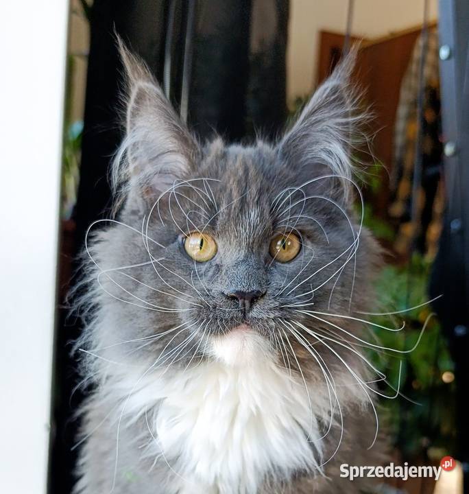 Niebieski z białym Maine Coon FPL Gdańsk sprzedam