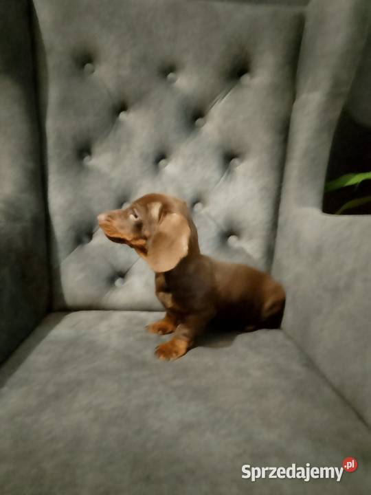 Jamnik czekoladowy piesek Żyrardów