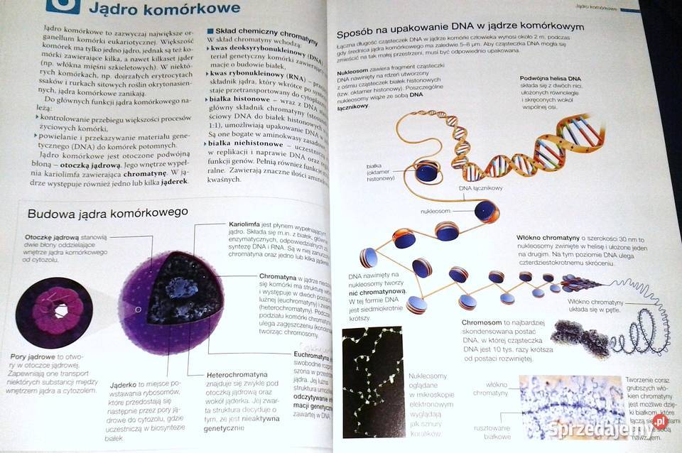 Biologia na czasie 1 Podręcznik Zakres Chełm