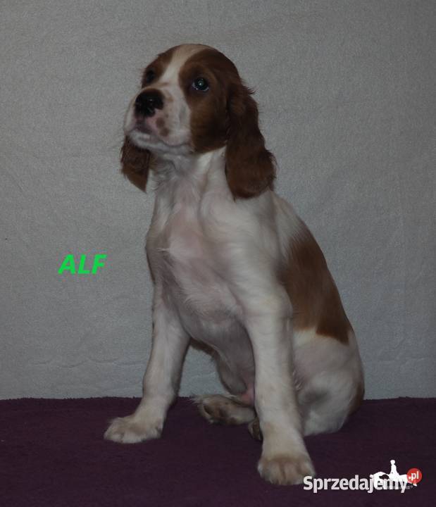 Szczeniaki rasy seter irlandzki czerwonobiały Piaseczno